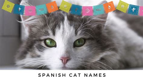 260+ Purr-fecto Spanish Cat Names & Mexican Cat Names