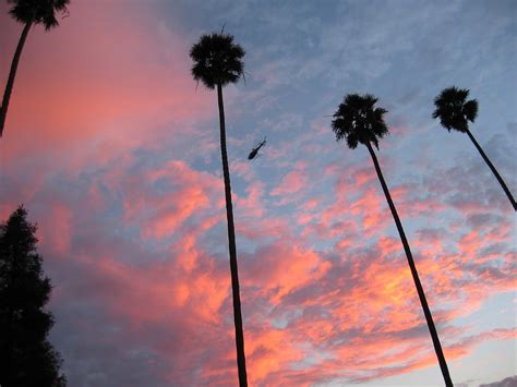 Palm Tree Sunset 3 | tiarescott | Flickr