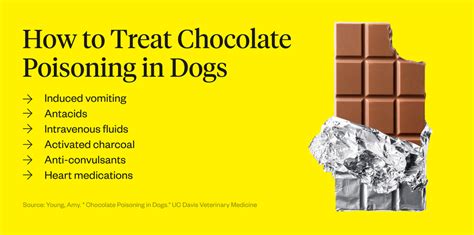 Can Dogs Eat Chocolate? What Happens If Dogs Eat Chocolate | Dutch