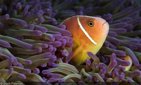 An Introduction to Reef Fish Photography