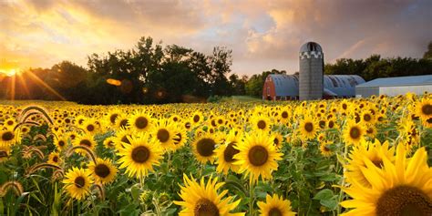 25 Best Sunflower Fields Near Me - Top Sunflower Fields & Mazes in the U.S.