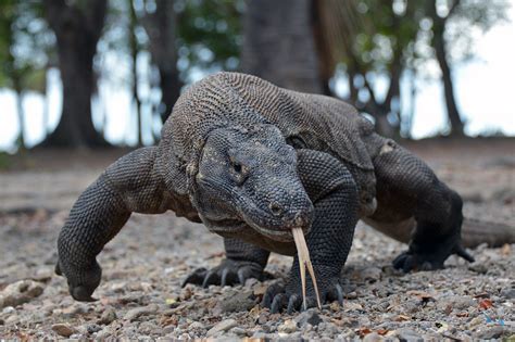 Komodo dragon reclassified as Endangered - Discover Wildlife