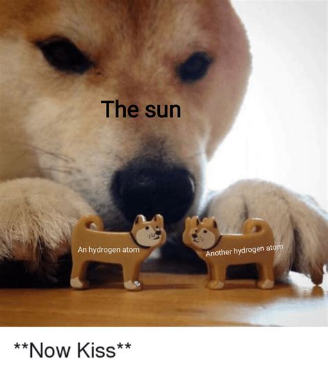 Funny meme with Shibas in it! : r/shiba