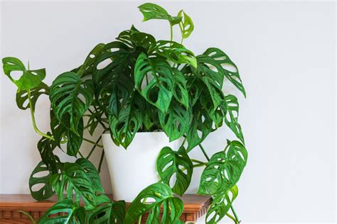 Monstera Adansonii Care: The Ultimate Guide - Overgrown Plant Co