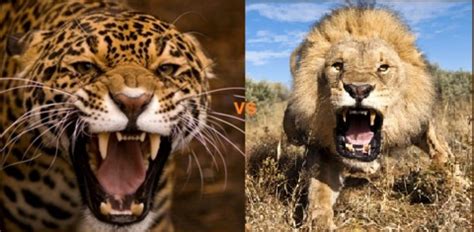 Jaguar vs Lion - Off-Topic - Comic Vine