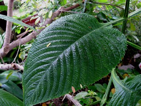 Rainforest Leaf | Taken at BioTrek, an educational enterpris… | Flickr
