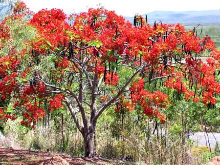 Jamaican Blue Mahoe. .....The blue mahoe, Talipariti elatum, is a species of flowering tree in ...