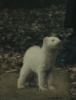 Ferret - Harry Potter Wiki