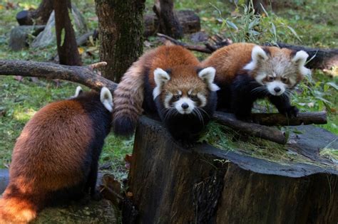 Adorable baby red pandas now on display at Prospect Park Zoo