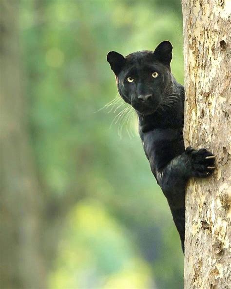 Peekaboo! A black leopard saying hello Photo by @kiran.ranga.v #WildPlanet Animals And Pets ...