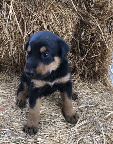 Doberman/German Shepherd puppies | PetClassifieds.com