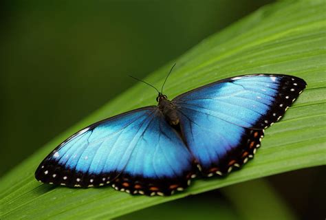 Open Wings Morpho Butterfly On Leaf by Kryssia Campos