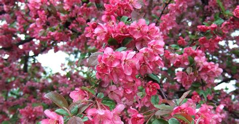 13 Crabapple Trees That Add Stunning Color to Your Landscape | Crabapple tree, Trees to plant ...