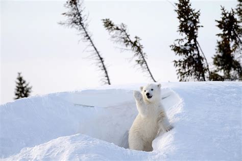 vadállat Jane Austen Stresszes churchill manitoba polar bears rabszolga Targonca Dallamos