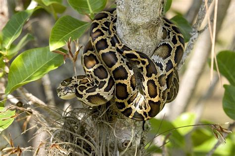 Airboat Rides West Palm beach everglades-invasive-species-florida-burmese-python - Airboat Rides ...