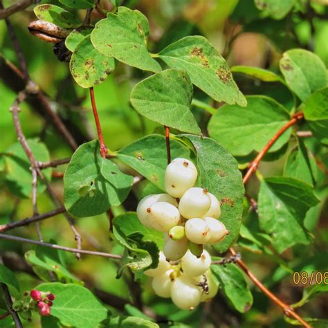 Symphoricarpos albus (Common Snowberry) – 10,000 Things of the Pacific Northwest