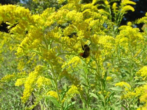 Blame Ragweed not Goldenrod for Fall Hay Fever | Gardening in the Panhandle