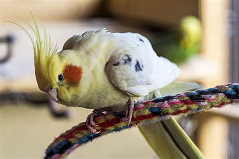 Popular Medium Sized Pet Bird Species