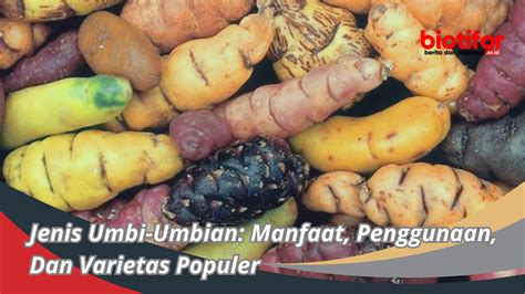 Jenis Umbi-Umbian: Manfaat, Penggunaan, Dan Varietas Populer