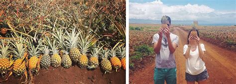 Pineapple Plantation Tour - Adventure Tours Hawaii