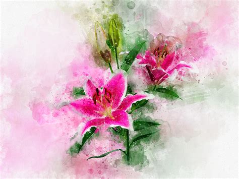 Stargazer Lily flower watercolor - 02 Digital Art by StockPhotosArt Com