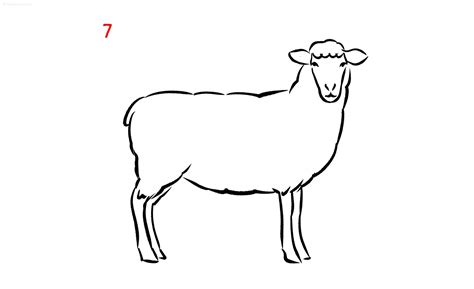 Sheep Drawing How to draw a Sheep