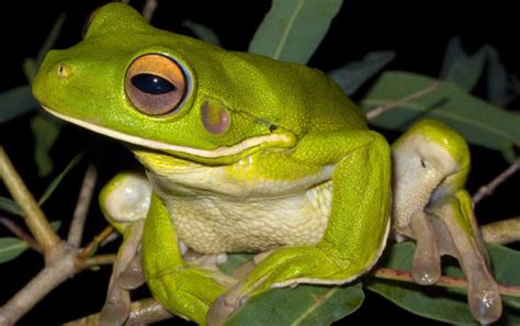 White-lipped Tree Frog - ClimateWatch Australia- Citizen Science App