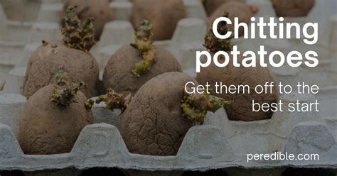 Chit potatoes in February to get them off to a good start