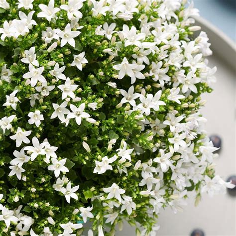 Buy hardy perennial Campanula 'Intense White' white | Bakker.com | Campanula, Rock garden plants ...