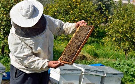 USDA suppressing bee science? - Honey Bee Haven