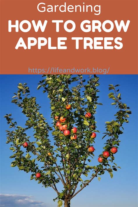 How To Grow Apple Trees