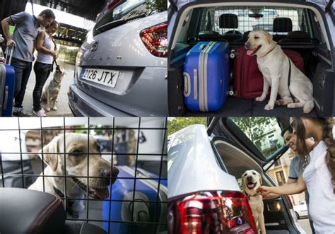 8 tips for travelling with a pet in the car | Torque