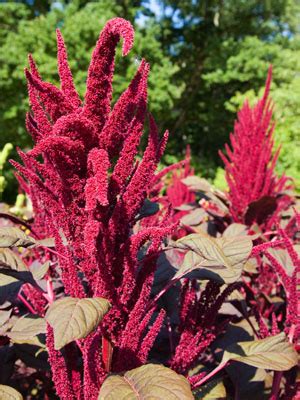 Amaranth (Grain) Grow Guide