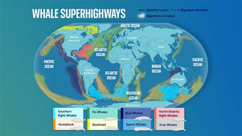 Revealed: First ever global map of whale migration exposes growing dangers along superhighways ...