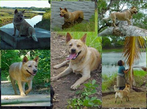 Bluey, Australian cattle dog | Flickr - Photo Sharing!