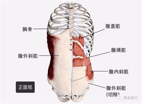 健身大讲堂：腹直肌和髂腰肌 - 知乎