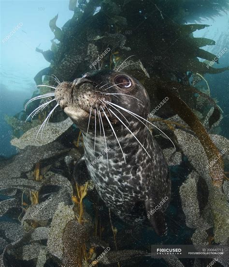 Closeup view of harbor seal swimming in kelp — Macrocystis, day - Stock ...