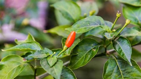 Growing Tabasco Peppers Indoors