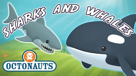 Octonauts Whale Shark Toy | Wow Blog