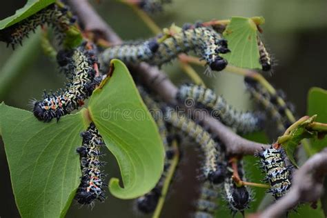 Mopani worms eating. An infestation of feeding Mopani worms , #spon, # ...