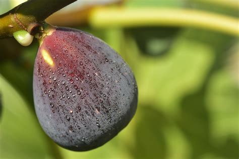 A Comprehensive Guide to Growing A Fruit-Bearing Fig Tree Indoors ...