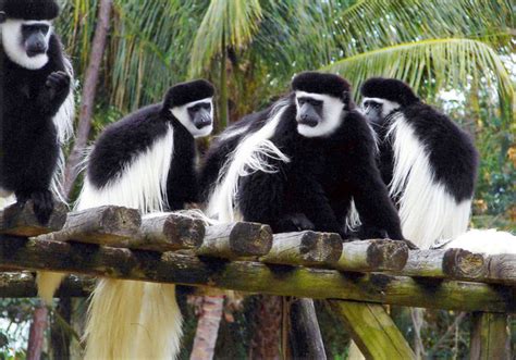 Naples Zoo At Caribbean Gardens A Family Tradition For Years