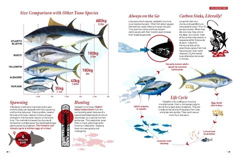 Creature Feature - Yellowfin Tuna - Underwater360