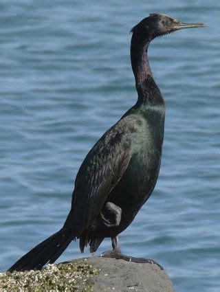 Double-crested Cormorant Identification, All About Birds, Cornell Lab ...