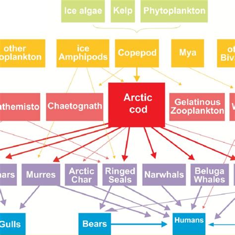 Canadian Arctic marine food-web The food-web is centered on the key... | Download Scientific Diagram