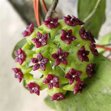 Hoya wayetii variegata for sale - HappyForestStore