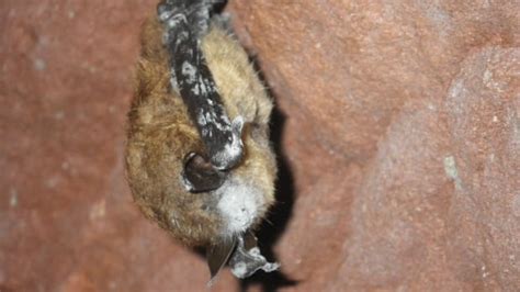 White-nose syndrome treatment provides hope for bats | CBC