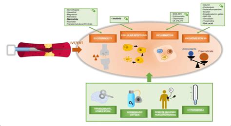 | Overview of neuroprotective agents and their assumed mechanisms of ...