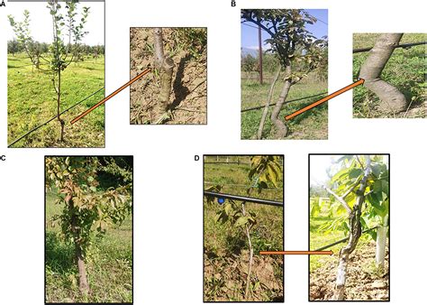 Frontiers | Mechanisms Underlying Graft Union Formation and Rootstock Scion Interaction in ...