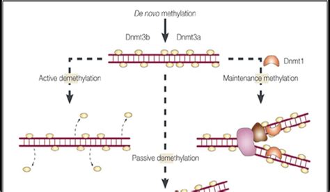 Epigenetics Encyclopedia: DNA Methylation & Gene Expression